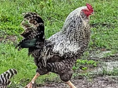 picture of a rooster