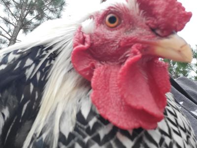 close-up picture of a rooster's eye