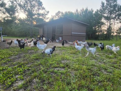 a clucky cottage free range chicken flock