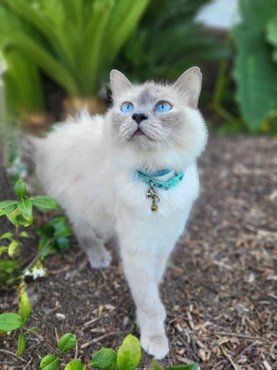 pic of clucky cottage cat named willow