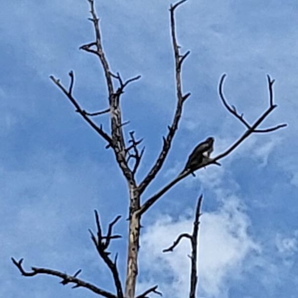 pic of bird of prey at clucky cottage