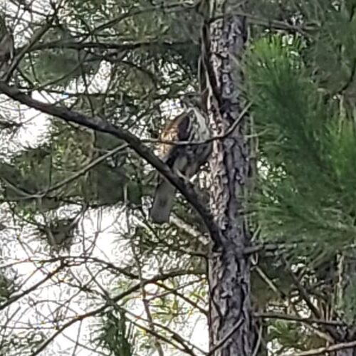 pic of bird of prey at clucky cottage