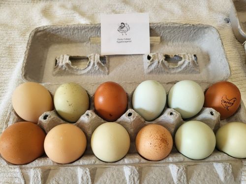 clucky cottage premium free range farm fresh eggs