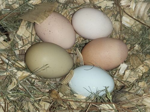 clucky cottage premium free range farm fresh eggs