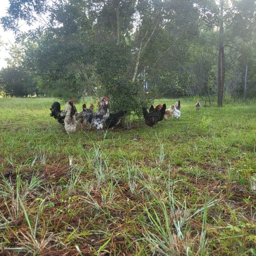 a clucky cottage free range chicken flock