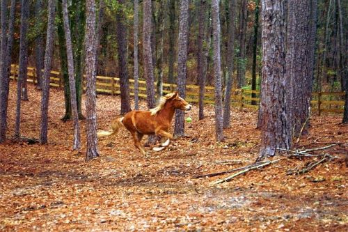 pic of colt running through paddock