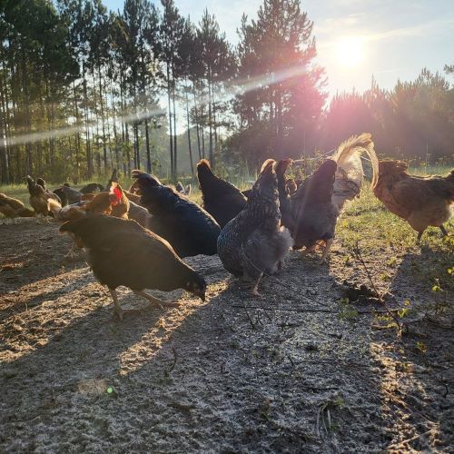 a clucky cottage free range chicken flock